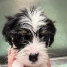 ✄トリミングブログ✄