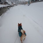 柴わんこと暮らす日々