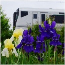 4/29曇天の出羽公園付近に咲く　菖蒲の花　とＥ257系５５００番台特急あしかが大藤西船橋号　足利行＆回送電車