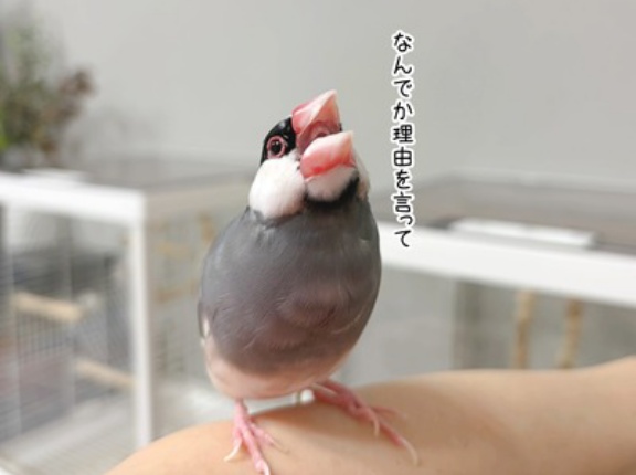 ぽやぽや増しのセラ