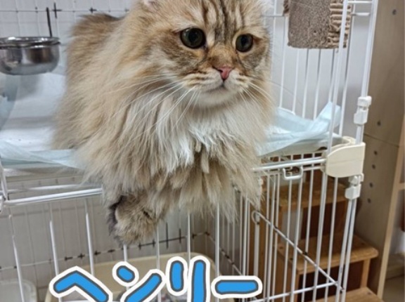 シェルター通信です。💕💕