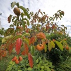 『奈良の柿＆カワセミ投稿＆雲　2019/10/28』の画像