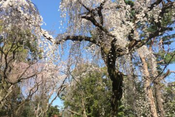恵美の英語教室社長日記 コーチング A フランス語