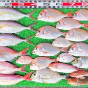 2025年11月16日　釣果