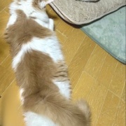 メルシーを迎えて変わったことと猫の魅惑的な足