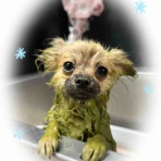 ペットショップ ワンラブ Coaska Bayside横須賀店のスタッフブログ