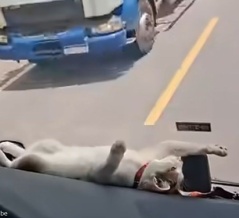 ダッシュボードに寝そべる猫…大型トラックとすれ違っても緊張感ゼロ（動画）