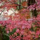 箱根峠ラン再開