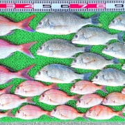 2026年4月16日　釣果