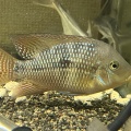 ゲオファーガス ブラジリエンシス Geophagus brasiliensis