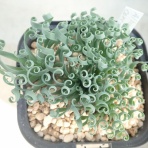 世界食虫植物化計画