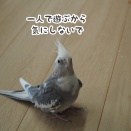 一人で遊ぶクスィー