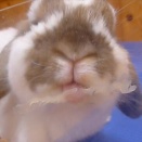 ペロペロが見たい