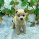 柴犬ちゃんの紹介🐾