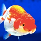 『【驚愕】巣ごもりで観賞魚人気!最高値ランチュウは1匹2万9000円にもwwwwwwwwww』の画像