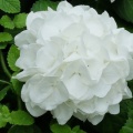 季節の花・アジサイの続き掲載