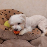 『わんわん🐶今日もにぎやかです』の画像