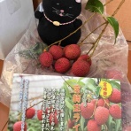 「でぶねこ」クロの一言blog
