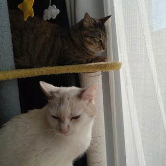 実物のﾈｺﾁｬﾝたちセカンド164