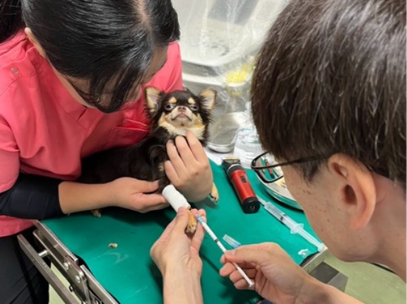 今日もクリニックでは何匹もの手術になりました。