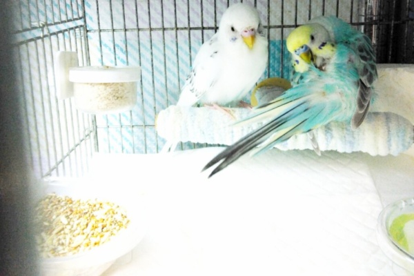 【中古】 インコとあそぼう １/あおば出版/アンソロジー 中古】 インコ倶楽部 1/あおば出版/アンソロジーの通販 by