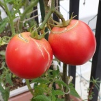 Heyモーの家庭菜園を楽しむ