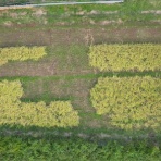 定年後・田舎作って・コメ野菜