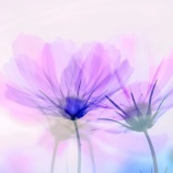 『また会いたい人』の画像