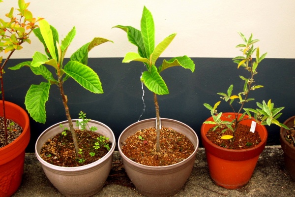 Lucifer S Plant Memo 13 グミの挿し木