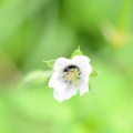 優しい可憐な野花…ゲンノショウコ