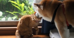 犬猫空想会話♪