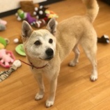 『【犬】里親募集を開始しました（雑種）』の画像