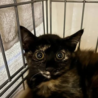 東京キャットガーディアンシェルター日記