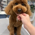 トイプードル　SC　伊藤　トリミング