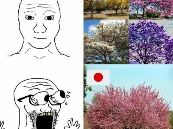 ブラジル「俺達の木はカラフルなのに日本の桜ばかり持て囃される…」