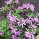 カラフルミニトマトを定植した