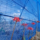 『その後の案山子など～2023秋　2023/11/04』の画像