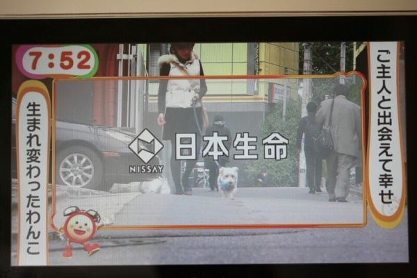 たかシェフのおうちごはん と 白い犬 と チワワ ウエスティ ブランカ Powered By ライブドアブログ