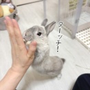 うさぎのルリ(1/23追記)