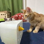 ねこかます