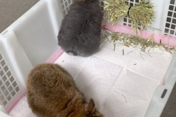 うのくらし - うさねこ