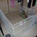 うさぎのミニレッキスmocoと過ごす日々