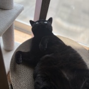 【猫写真】リラックス中のシニア猫