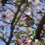 治水緑地の野鳥日記