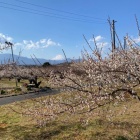 『曽我梅林梅まつり【追記】　2025/02/23』の画像
