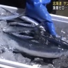 北海道のサンマ流し網漁　水揚げゼロで打ち切りに