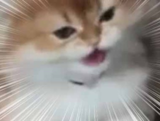 廊下から子ネコの叫び声が聞こえる。だんだん近づいてきた。何事ですか？ → こういうことでした…