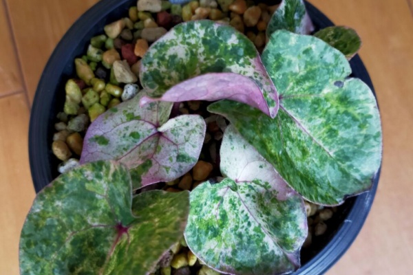 カンアオイに魅せられて！！ - 2024年03月