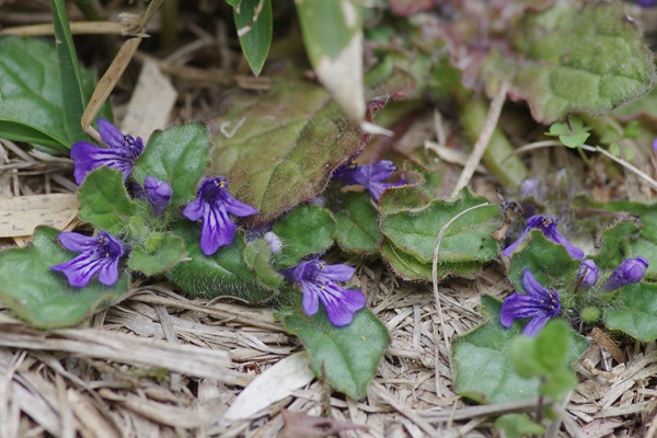 妖精からの贈物 キランソウ