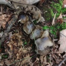 雨降る前にナラノキ巡回